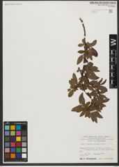 Foto von Salix waldsteiniana Willd.